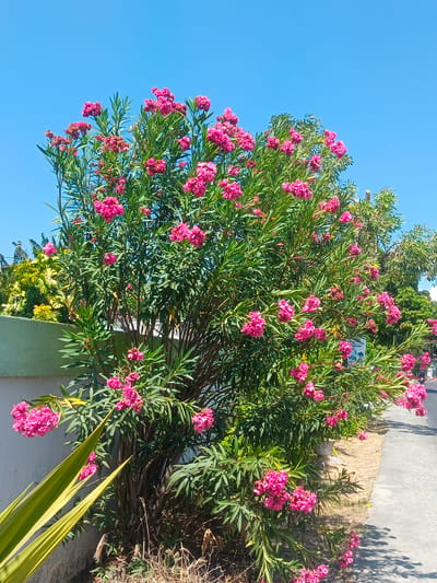 A vibrant, sun-drenched image captures a flowering oleander bush in full bloom, its clusters of bright pink blossoms contrasting against a clear blue sky. The bush is situated outdoors, adjacent to a light-colored wall and a paved path, suggesting a location within a populated area such as Luwoo, Indonesia. In the background, hints of other vegetation and a street with a parked motorcycle indicate an urban or suburban environment. The overall scene evokes a feeling of tropical warmth and natural beauty within a city setting.