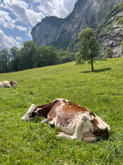 Two brown and white cows are resting on a lush green meadow in front of a steep, rocky mountain face. The mountain is partially covered with trees and a waterfall cascades down its side. The sky above is blue with scattered white clouds. The cow in the foreground is lying on its side, facing left, with its head resting on the grass. The second cow, further back and to the left, is also lying down, facing the same direction. The scene appears to be in Wengen, Switzerland, a mountain village known for its stunning alpine scenery.