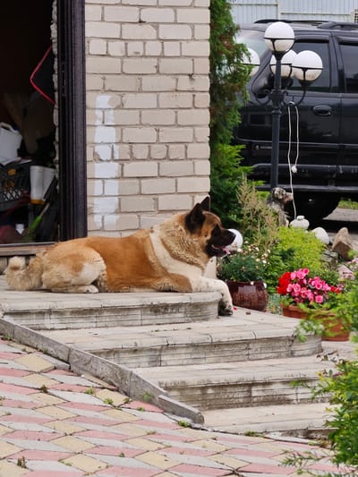 A tan and brown large breed dog lies on a concrete stoop outside a building with light-colored brick walls. The dog's mouth is open, and its tongue is visible. To the left of the dog, an open doorway reveals the interior of what appears to be a storage area with various objects, including cleaning supplies and brooms. In the background, a black SUV is parked, and a black lamppost with three white globe lights stands near a dense green bush and a garden with pink flowers in a terracotta pot. The ground in front of the stoop is paved with interlocking pink, yellow, and grey tiles. The overall scene appears to be an outdoor residential or service area. The provided location of Devjatyj Val, Russia, is contextually irrelevant to the visual elements of the image.