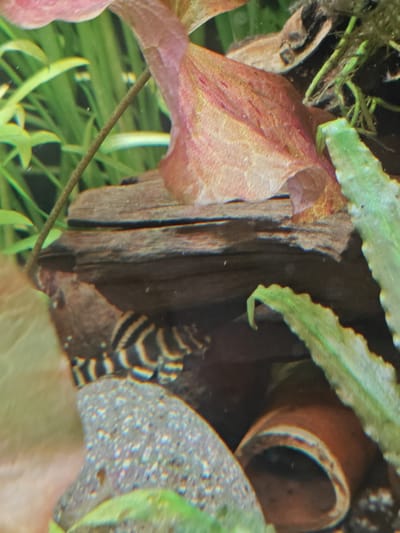 The image depicts an underwater scene, likely an aquarium, with aquatic plants, a piece of driftwood, and a small fish with black and white stripes. The fish appears to be resting near the driftwood. A terracotta tube or decoration is partially visible in the lower right corner. The overall environment is aquatic, with green and reddish-pink plant matter. There are no identifiable structures or landmarks that would indicate a specific location within the city of Süpplingen, Germany.