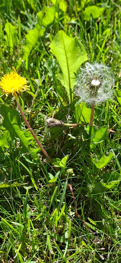 The image shows a close-up view of dandelions in a grassy area. On the left, a bright yellow dandelion flower is visible, with its petals spread open. To its right, a dandelion has gone to seed, forming a white, fluffy seed head. In the foreground, the grass is green and appears to be freshly cut in some areas. In the background, other green leaves and blades of grass are visible, some of which are in shadow. A small, dried stem lies on the ground between the two dandelions. The lighting suggests it is daytime, with sunlight casting shadows. There are no people or man-made structures visible in this image. The scene is consistent with a natural outdoor environment, such as a park, lawn, or meadow. The specific location in Orimattila, Finland, cannot be determined from the visual information provided in the image.