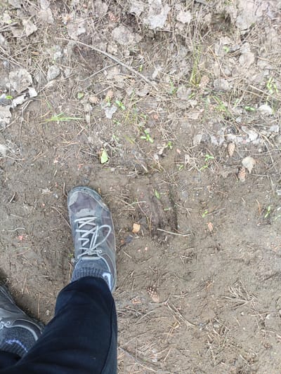 The image shows a close-up, high-angle view of a person's feet and legs on a muddy path in Priozernyi, Russia. The ground is composed of dark, wet soil mixed with fallen leaves, twigs, and pine needles. The person is wearing dark pants, grey socks with a blue stripe, and camouflage-patterned hiking boots. To the left of the right boot, there is a distinct animal track imprinted in the mud, appearing to be from a four-toed animal, possibly a canine. The lighting suggests it is daytime, with natural light illuminating the scene.