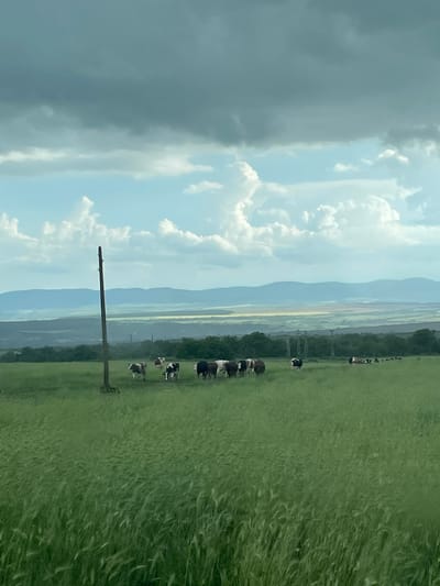 The image shows a landscape near Makariopolsko, Bulgaria. A line of cows is grazing in a green field with long grass. In the background are layered mountains beneath a cloudy sky, with a storm cloud on the left side of the frame. A wooden utility pole stands in the field.