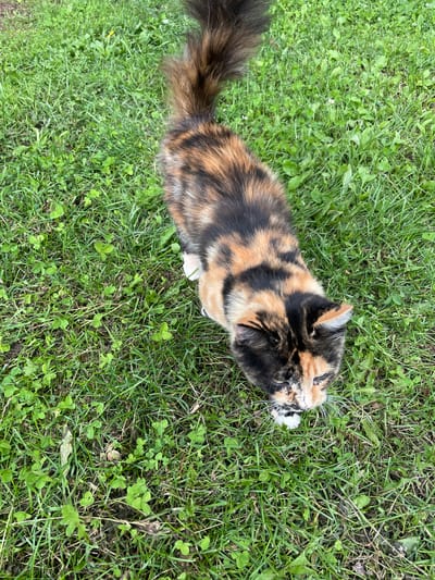 A calico cat with distinct patches of black, orange, and cream fur stands on a patch of green grass. The cat's tail is long and bushy with similar calico coloring. The grass is interspersed with clover and other small green plants. The scene appears to be outdoors, likely in a yard or park, with no specific city landmarks visible. The cat is facing downwards, appearing to sniff or observe something on the ground. The image is taken from a slightly elevated perspective.