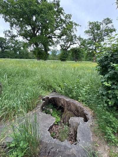 The image depicts a grassy field with trees and a tree stump in Vandœuvres, Switzerland. The field is overgrown with tall grass and some yellow wildflowers. Several large, leafy trees border the field, partially obscuring the horizon. In the foreground is a large, decaying tree stump with a hollowed-out center containing some smaller plants and debris. The sky is overcast. No people or animals are visible in the image.