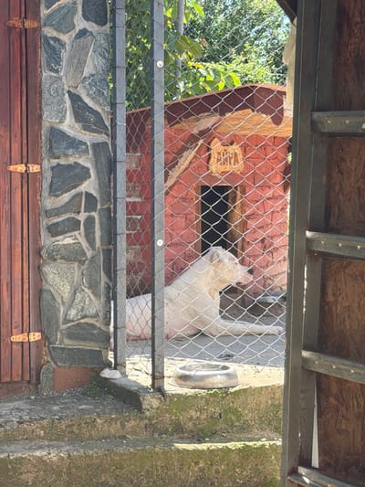 The image shows an outdoor enclosure with a white dog lying down inside, possibly in Pavolche, Bulgaria. The enclosure has a chain-link fence. To the left, there's a wooden door with visible hinges and a stone wall. To the right, there's a wooden structure. Inside the enclosure, a small red brick structure with an opening serves as a dog house. A metal bowl is placed on the ground in front of the dog. The ground appears to be concrete or dirt, and there are steps leading up to the enclosure. Trees and foliage are visible in the background, suggesting a natural or park-like setting. The lighting indicates it is daytime.