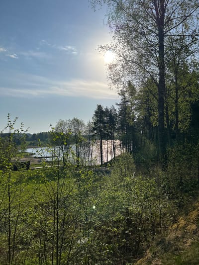 The image captures a natural scene in Rautalakhti, Russia, likely near a body of water. The foreground features dense greenery with young trees and shrubs, bathed in sunlight. A line of taller trees extends into the background, creating a wooded area. Beyond the trees, a glimpse of water is visible, suggesting a lake or river. The sky is blue with thin, wispy clouds, and the sun is shining brightly.
