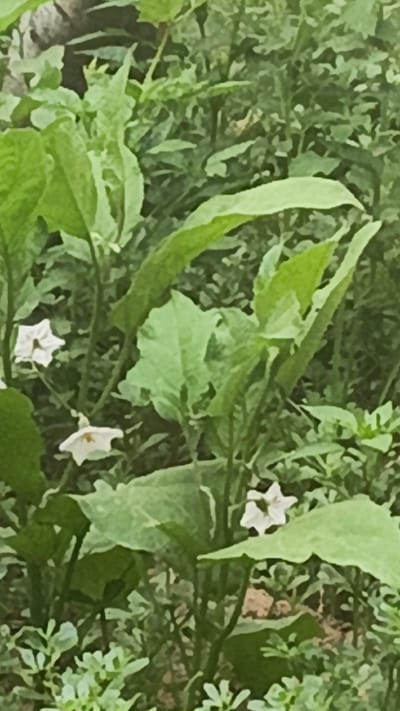 The image shows a close-up view of green eggplant plants with white flowers. The plants are dense and appear to be growing in a garden or field. The background is a blur of more greenery and some brown earth. The image is taken in Shamsiabad, Uzbekistan. There are no people or animals visible in the image. The lighting is natural, suggesting it was taken outdoors during the day.