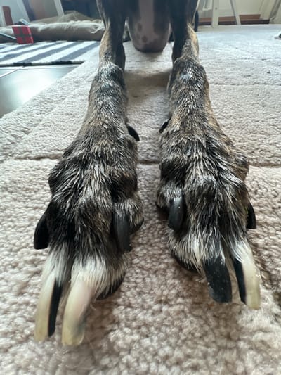 The image shows the hind legs and paws of a dog. The dog's fur is brindle-colored with black and tan stripes. The paws are wet, and the nails are black. The dog is standing on a light-colored carpet. In the background, there is a red gift box, a striped rug, and furniture. The image was taken indoors. No information is available about the location in the city of Hämeenlinna, Finland.
