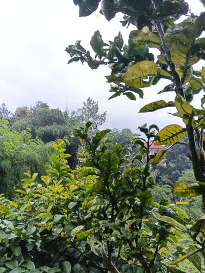 The image displays an outdoor scene in Inawi, Papua New Guinea, under an overcast, light grey sky. The foreground is dominated by dense green foliage, with a prominent branch on the right featuring large, yellowish-green leaves, some exhibiting perforations and visible water droplets. Numerous other plants with smaller, vibrant green leaves, also appearing wet, fill the lower and central portions of the frame. The midground consists of a layered expanse of dark green trees and shrubs. Partially obscured by this vegetation in the upper midground, a building with a distinct reddish-brown tiled roof is visible. The background features distant forested hills and slender, taller trees silhouetted against the sky. No individuals or specific actions are depicted.