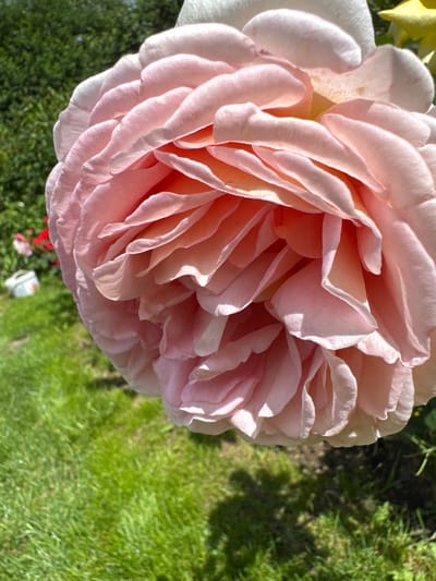 A close-up, outdoor shot focuses on a large, pale pink rose in full bloom, dominating the foreground. The rose's petals are layered and ruffled, with soft shading and highlights that suggest a warm, sunny day. The background is softly blurred, revealing a vibrant green lawn, lush green foliage from trees or bushes, and hints of other flowers, including a cluster of red flowers and a yellow flower. A small white object, possibly a garden ornament or a container, is visible in the middle ground to the left. The overall scene conveys a sense of a well-maintained garden, likely in a rural or suburban setting. The location is identified as Zemledelets-90 SPK, Russia. There are no people or animals visible in the frame.