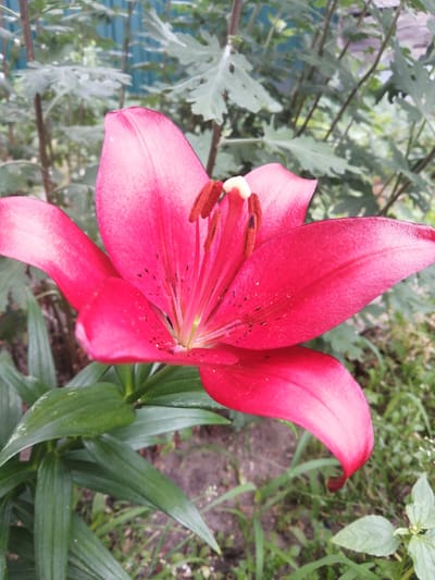 A close-up, eye-level shot captures a vibrant pink lily in full bloom. The flower dominates the foreground, its petals unfurling outwards, revealing a central stamen with brown anthers tipped in yellow. The petals are delicately speckled with small, dark spots, and some are tinged with a lighter pink towards their edges. Behind the lily, lush green foliage creates a soft, blurred backdrop, interspersed with hints of a light blue fence. The ground beneath is a mix of dark soil and scattered green grass. The image appears to be taken outdoors, likely in a garden or natural setting within the Доўгаўскі сельскі Савет, Belarus. No people or animals are visible.