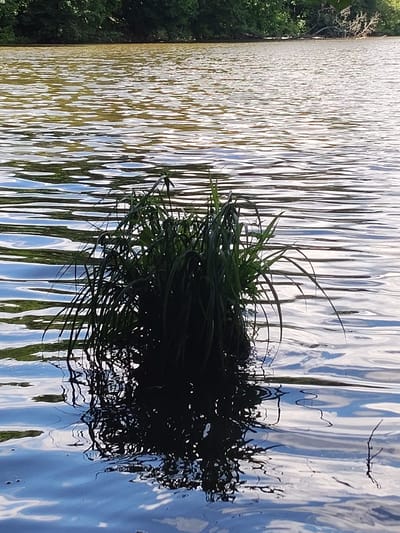 The image depicts a close-up view of a clump of green grass growing in the middle of a body of water. The water is calm with gentle ripples, reflecting the sky and surrounding trees. The sunlight creates shimmering patterns on the water's surface, with highlights and shadows playing across the scene. The grass appears lush and vibrant, with long, slender blades extending outwards. Its reflection is visible beneath the water, creating a darker, more distorted image. In the background, the far bank of the water is lined with dense green trees, suggesting a natural, possibly wooded, environment. A fallen branch or tree trunk is visible amongst the trees on the bank. The time of day appears to be daytime, with bright sunlight. The overall mood is peaceful and serene, highlighting the beauty of nature. No people, text, or specific events are visible in the image. The location is identified as Skurygino, Russia.
