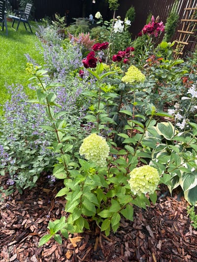 The image depicts a lush garden scene, likely in a residential area of Луч Дск, Russia, characterized by a variety of flowering plants and ground cover. In the foreground, a cluster of pale yellow hydrangeas stands out, their spherical blooms a focal point. These hydrangeas are surrounded by a dense bed of dark brown mulch. Behind the hydrangeas, a profusion of smaller, purple flowers, possibly lavender or catmint, creates a softer, textured backdrop.
To the left of the hydrangeas, vibrant green grass slopes gently upwards, suggesting a well-maintained lawn. In the background, a dark wooden fence delineates the property line, with glimpses of more foliage and garden structures peeking over it. Among the flowers, several dark red roses are visible, adding a rich contrast to the lighter blooms. The overall impression is one of a thriving, carefully cultivated garden space, possibly a backyard or a public park. No people are visible in the image. The lighting suggests it is daytime, likely late morning or early afternoon, with diffused light that enhances the colors of the plants.