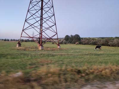 This is a medium shot, taken outdoors, of a wide, grassy field under a clear, pale blue sky. Dominating the left side of the frame is a tall, red, metal power pylon with a lattice structure, supported by concrete bases. In the middle ground, to the right of the pylon, a single black and white cow is grazing on the green grass. Behind the cow and the pylon, a line of trees forms the background, with some smaller trees and bushes in the foreground on the right. The overall scene depicts a rural or semi-rural landscape in Filipeni, Moldova.