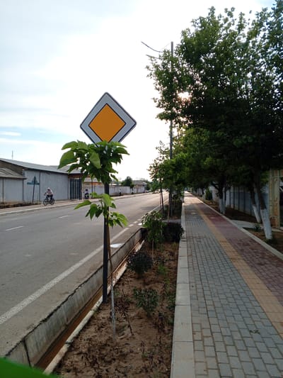 A street scene in Dustlik, Uzbekistan, features a paved road on the left and a brick sidewalk on the right. A white-lined asphalt road runs through the center of the frame. A diamond-shaped road sign with a yellow center and white border is visible. Several trees with green foliage line the sidewalk, with their trunks painted white. On the sidewalk, two individuals on bicycles are moving away from the camera. Buildings with light-colored walls and corrugated metal roofs are visible in the background. The sky is overcast with bright sunlight filtering through the trees. A small, newly planted tree stands in the foreground to the left of the road sign, with dark soil and sparse vegetation in the planter bed. A concrete drainage channel runs along the side of the road.
