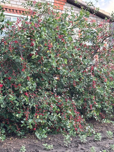 The image shows a densely leaved bush with numerous small red berries, situated in front of a brick building with a white-framed window. The bush is in the foreground, extending across the entire width of the frame, with its branches reaching towards the ground and the building. The berries are clustered along the branches, appearing ripe. The ground in front of the bush is dark soil with a few small green plants growing sparsely. The brick building in the background appears to be residential or part of a utility structure. The sky is partially visible at the top right, suggesting an outdoor setting. The image appears to have been taken in the city of Rossosh, Russia.
