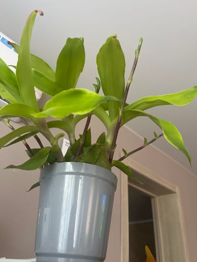 The image shows a close-up of a healthy green potted plant with vibrant leaves and reddish-purple stems. The plant is in a plain gray cylindrical pot. The background consists of a light-colored wall and an open doorway, suggesting an indoor setting. The lighting is bright, casting some reflections on the pot. There are no people or animals visible in the image. The location is not specified in the image itself.