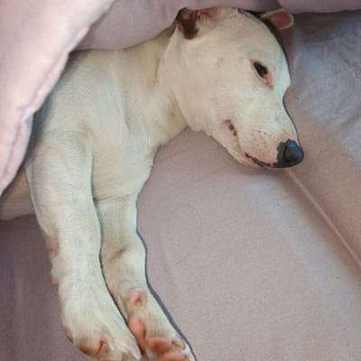 The image shows a medium-sized, short-haired dog with white fur and brown markings on its ears and face, lying down and partially covered by a light pink blanket. The dog's eyes are closed, and its head is resting on a surface covered with a light purple fabric. The dog's paws are visible, and it appears to be sleeping or resting comfortably. The background consists of the light purple fabric, possibly a bed or couch, and the pink blanket. There are no discernible details that would indicate the location is in Vyshgorodok, Russia.