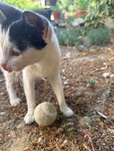 The image shows a close-up of a black and white kitten standing outdoors on a gravel and dirt surface. A slightly worn, pale yellow tennis ball rests on the ground near the kitten's paws. In the background, out of focus, are green plants and what appear to be terra cotta pots. The scene is likely located in a residential or garden area in Sklave, Bulgaria, given the commonality of such plants and pots in that region. No people are present in the image.