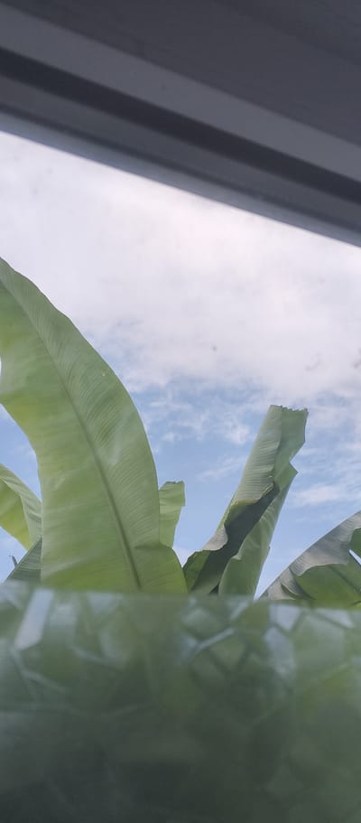 A low-angle shot captures lush green banana leaves against a backdrop of a blue sky with scattered white clouds. The leaves, with their prominent veins, fill the majority of the frame, some unfurling upwards and others bending over. The underside of a dark, possibly metallic, structure is visible at the very top of the image, casting a slight shadow. The foreground is blurred, showing a textured, reflective surface that appears to be woven or patterned, possibly made of the same green leaves. The lighting suggests it is daytime, and the presence of clouds indicates moderate weather. The scene evokes a tropical or subtropical environment, consistent with the given location of Bamboura, Abkhazia. No people or text are visible in the image.