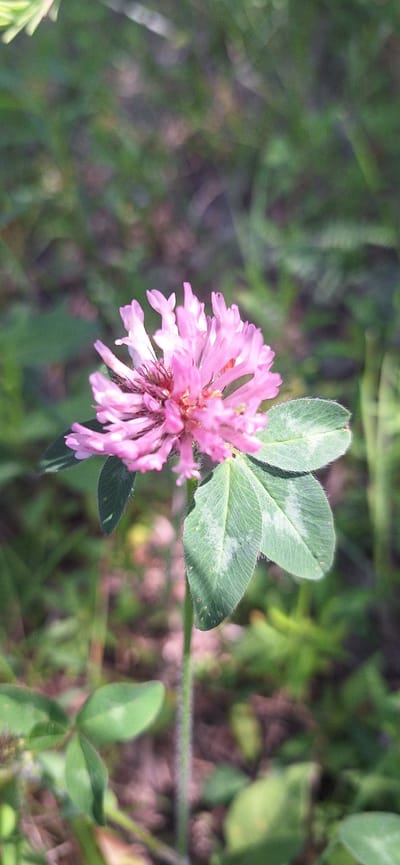 A pink clover flower is pictured in a close-up, vertical shot. The flower is in focus with pink petals and a darker center. Below the flower are three green clover leaves, also in focus, with some lighter markings on their surfaces. The background is blurred green and brown foliage, suggesting an outdoor natural setting. The image does not depict any people or specific location within Beechville, Canada.