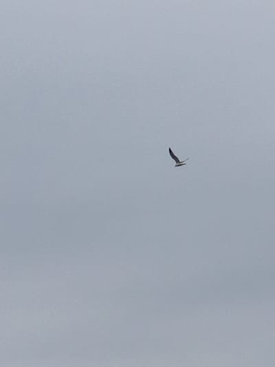 A single bird is captured mid-flight against a pale, overcast sky. The bird is dark in color, with its wings positioned in a V-shape. The bird is flying alone in the sky, with its wings spread out. The sky is a uniform color and provides a stark backdrop for the bird.