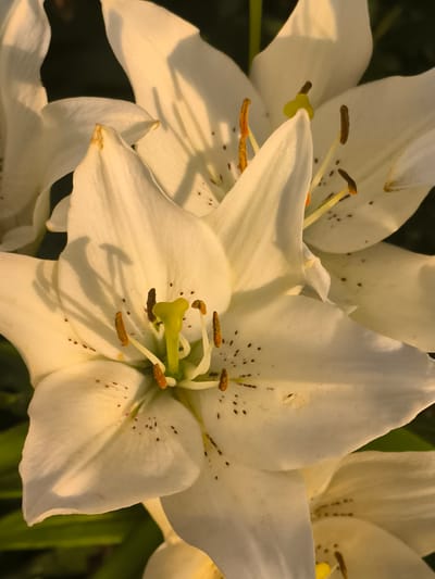 This is a close-up, vertically oriented, high-angle shot of several white lilies. The lilies are in full bloom, with their petals open and prominently displaying their stamen and pistils. The stamens are a light brown with orange pollen, and the pistil is a bright yellow-green. The white petals are speckled with small, dark brown dots. The lighting suggests it is either early morning or late afternoon, with warm sunlight casting shadows across the flowers. The background is dark and out of focus, emphasizing the detail of the lilies. The image does not contain any information about the city of Dobrogea Veche, Moldova.