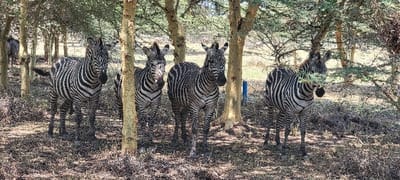 Four zebras are standing within a sparse woodland area in Mto wa Mbu, Tanzania. The ground is covered with dry grass and leaf litter, with dappled sunlight filtering through the canopies of numerous thin-trunked trees. The zebras, displaying their characteristic black and white stripes, are positioned in a loose formation, generally facing forward. A blue vertical pipe or post is visible behind the two central zebras. To the far left, partially obscured by trees, the hindquarters of a wildebeest are discernible. The background shows more open terrain under bright sunlight.