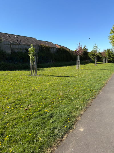 The image presents a vibrant, sunny outdoor scene in Bearpark, United Kingdom, characterized by a wide expanse of green grass alongside a paved path, all under a clear blue sky.
The foreground is dominated by a lush, well-maintained lawn abundantly covered with bright yellow dandelions. A dark, asphalt pathway runs along the right edge of the frame, providing a clear boundary between the grass and the unseen area beyond.
Several young trees are visible, each protected by a tall, square metal cage, planted at regular intervals within the grassy area. Further back, mature trees and dense green shrubbery, some bearing pink blossoms, create a natural backdrop. On the far left, partially obscured by foliage and a fence, are the dark-tiled roofs and upper sections of residential buildings.
The sky is a brilliant, cloudless blue, indicating clear weather. A small, dark bird is captured in flight in the upper left portion of the sky. The strong, direct sunlight casts distinct shadows, suggesting the photograph was taken on a bright day, likely in the morning or early afternoon. The scene evokes a sense of peace and natural beauty in a residential or park setting. There is no visible text in the image.