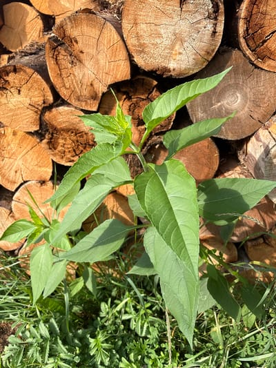 A young, green plant with pointed leaves grows in front of a stack of cut logs. The logs are various sizes and show distinct growth rings. The background is out of focus, with sunlight casting shadows on the wood. The ground in the foreground is covered with grass and smaller green plants. The scene appears to be outdoors, possibly in a rural area.