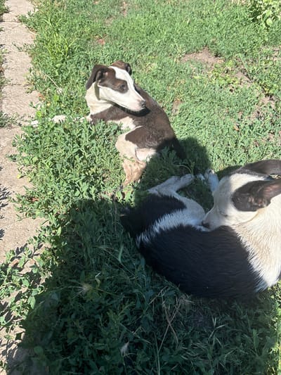 Two dogs are resting on a grassy area with a concrete border in Velykyi Sukhodil, Ukraine. One dog, predominantly black and white, is curled up on its side with its head resting near its body. The other dog, also black and white, is lying on its back, looking up and to the left with its mouth slightly open. The scene appears to be outdoors on a sunny day, as indicated by the bright lighting and distinct shadows cast by the dogs and surrounding vegetation. The grass is green and interspersed with patches of dirt and some weeds. The concrete border suggests an edge of a yard or walkway. The dogs appear relaxed and content in the warm weather.