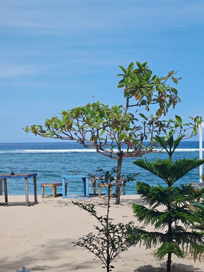 The image shows a coastal scene in Monikeun, Indonesia. The environment is characterized by a sandy beach with scattered vegetation, including a medium-sized tree with green and reddish leaves in the center-right foreground, and smaller evergreen-like plants nearer the bottom right. The background consists of a blue ocean with visible white waves under a clear, pale blue sky. To the left, there are blue wooden tables and stools on the sand, indicating a possible beachside establishment. The scene appears to be taken in daylight with generally good visibility. There are no people visible in the image.
