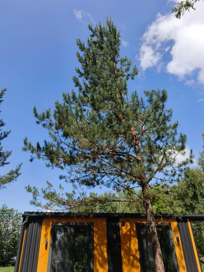 The image shows a contemporary structure, possibly a tiny home or cabin, located in the city of Katun, Russia. The structure features a corrugated black metal roof and walls with prominent vertical wooden planks in a warm orange hue. There are large dark-tinted windows, suggesting a modern design aesthetic. A slender pine tree with green needles grows at an angle in front of the structure, its branches reaching towards the bright blue sky dotted with white, fluffy clouds. In the background, a dense forest of green trees is visible. The overall scene is bathed in natural daylight, indicating an outdoor setting in a natural environment.