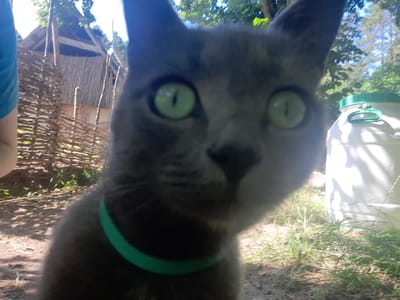 A close-up, low-angle shot captures a gray cat wearing a green collar. The cat's large, green eyes are prominent in the foreground, with one eye slightly out of focus. To the left of the cat, a blurred blue sleeve is visible. Behind the cat, a thatched-roof structure with wooden accents and a woven fence are partially obscured by foliage. To the right, a white barrel with a green lid stands in a grassy area. The background reveals trees and a bright sky. This image appears to be taken outdoors, possibly in a rural setting, as suggested by the traditional building style and natural surroundings. The location is specified as Liubakhy, Ukraine.