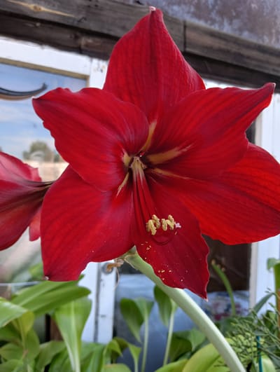 A close-up, vertical shot features a vibrant red Amaryllis flower in full bloom. The flower's broad petals, with visible striations and a slight shimmer, dominate the frame. The center of the flower reveals yellow stamens dusted with pollen. Behind the flower, a blurry background shows elements of a greenhouse or garden setting. This includes bright green leaves of other plants in the foreground, a white window frame, and a wooden structure above, all rendered out of focus. The lighting appears to be natural, possibly daylight filtering into the space. The scene is devoid of any human presence. There is no information or visual cues present in the image to associate it with Bolshoy Lug, Russia.