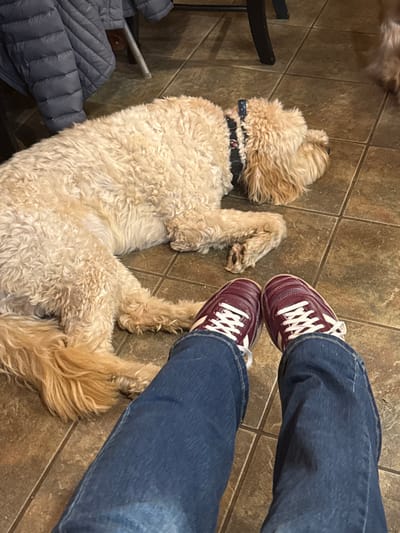 An overhead shot features a golden doodle lying on its back on brown tiled flooring, with its legs splayed out. The dog wears a black collar. Next to the dog are a pair of legs clad in blue jeans and burgundy sneakers with white laces and stripes. A dark chair leg is partially visible on the left, along with a quilted gray jacket. A blurry patch of fur appears in the upper left corner, hinting at another animal.