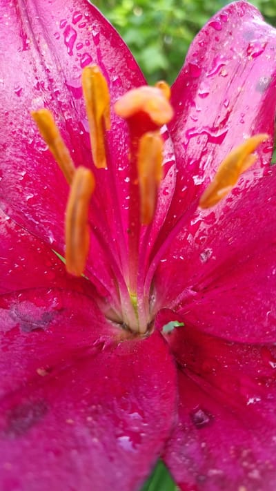 The image is a close-up, low-angle shot of the inside of a vibrant pink lily flower, likely in a garden setting in Солнечная Поляна-3 Снт, Russia. The petals are a rich magenta with visible water droplets scattered across their surface, suggesting recent rain or watering. The stamens, tipped with yellow anthers, are prominent in the center of the bloom. The background is softly blurred, showing green foliage. There are no people or animals visible in the image. The focus is entirely on the floral details and the texture of the petals and water droplets.