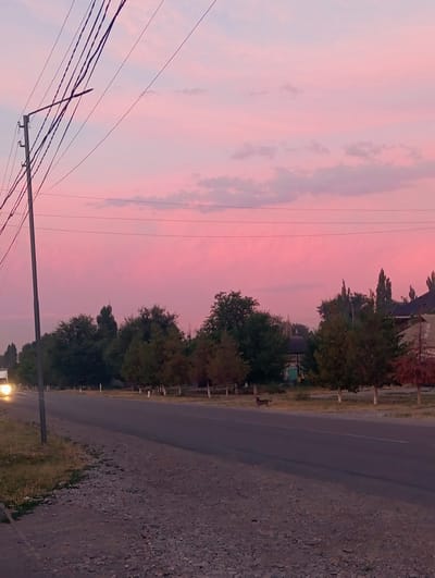 An eye-level, medium shot captures a street scene in Zertas Rural District, Kazakhstan, during a pink sunset. The sky is a vibrant pink with sparse, wispy clouds. In the foreground, a paved road stretches into the distance, bordered by a gravel shoulder on the left and a grassy verge with scattered stones on the right. A solitary utility pole with multiple wires stands prominently on the left, partially obscuring the sky. A vehicle with illuminated headlights is visible on the left side of the road. Along the right side of the road, a row of trees with dark green foliage and some with reddish-brown leaves are planted at intervals. Behind the trees, several buildings with dark roofs are visible, suggesting a residential or rural settlement. A lone dog is walking on the right side of the road. The overall atmosphere is serene, characterized by the soft light of the sunset and the quiet rural setting.