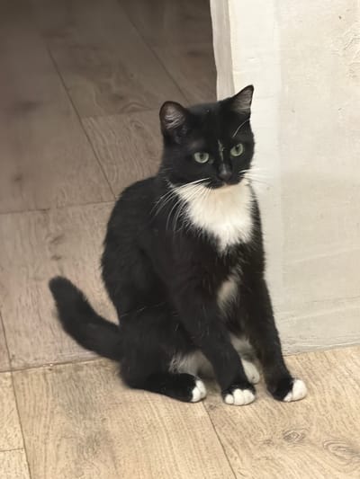 A black and white cat sits on a wooden floor in what appears to be a residential hallway. The cat has green eyes and white markings on its chest and paws. The floor has a light wood grain pattern. A light-colored wall is visible to the right of the cat. The image does not provide any information that would allow for the determination of its location in the city of Krasnyi Krym, Russia, or any other specific location.