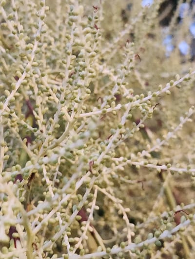 The image is a close-up, shallow depth-of-field photograph of a cluster of small, light-colored buds on delicate stems. The buds appear to be developing on a plant, possibly a palm tree, given their shape and arrangement. The background is blurred, with muted tones of green, brown, and hints of blue, suggesting an outdoor environment. The lighting is soft, indicating it might be overcast or taken during dawn or dusk. The focus is entirely on the buds and their intricate branching structure. There are no people, animals, or discernible human-made objects in the frame. The photograph has a slightly grainy texture. The location is the city of Winter Park, United States of America.