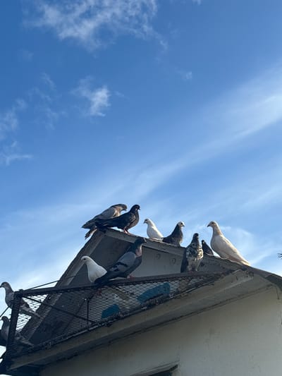 A flock of pigeons is perched on the roof of a building. The sky is blue with wispy white clouds. The pigeons are various shades of gray, white, and black. Some are facing left, while others are facing right. The building appears to be made of concrete and metal. A metal grate is visible on the roof. The scene suggests an urban environment.