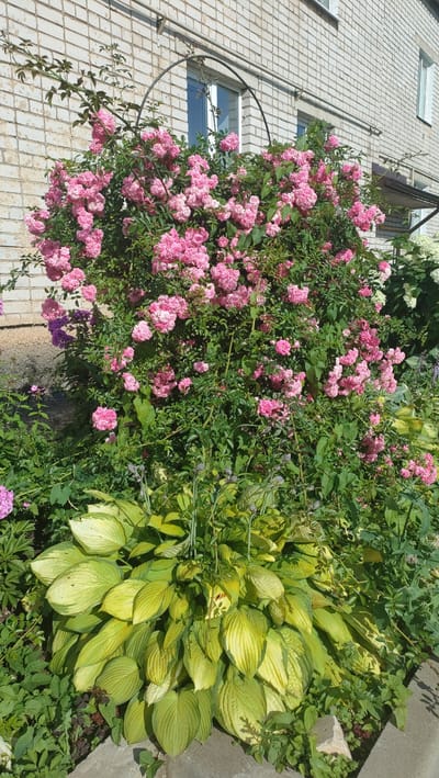 A dense bush of pink roses is in full bloom, sprawling over a garden archway. The roses are clustered together, their petals a vibrant pink. Beneath the roses, a large hosta plant with broad, variegated green and yellow leaves dominates the foreground. The plants are situated in front of a light brick building, possibly an apartment block, with visible windows and a section of exterior piping. The scene appears to be an urban garden in Vyshny Volochyok, Russia, likely during a warm season given the lush foliage and blooming flowers. There are no people present in the image. The ground is partially visible with some concrete edging and scattered smaller green plants.