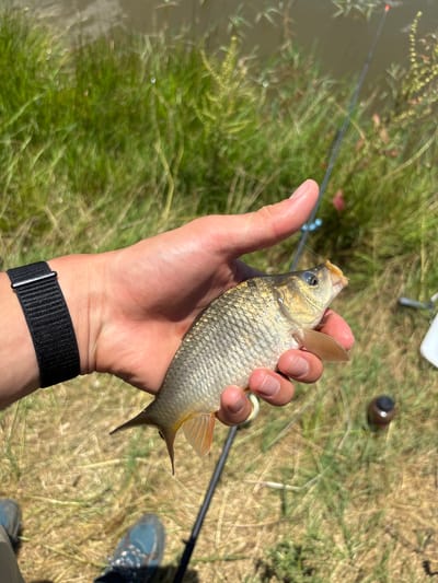 A person's hand, wearing a black fabric watch band on the wrist, holds a small, silvery-gold fish with orange fins. The fish is facing right, with its mouth slightly open. The hand is positioned over dry grass, with green vegetation and water in the background. A fishing rod is visible extending into the frame from the lower right. The scene appears to be outdoors, possibly near a body of water. The location is not specified in the image.