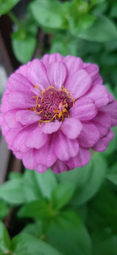 A close-up, vertical shot captures a vibrant pink zinnia flower in full bloom. The flower is centered in the frame, with its delicate petals overlapping in a spiral pattern. The inner core of the flower displays intricate details of maroon florets and thin, bright yellow stamens. The background is softly blurred, showcasing lush green foliage, suggesting an outdoor garden setting. The image's shallow depth of field focuses attention squarely on the flower's intricate beauty. The provided location, Былина Снт, Russia, indicates this is likely a residential garden or park within that area.