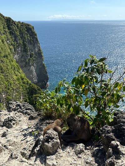 The scene captures a coastal landscape in Bunga Mekar, Indonesia. The azure sea stretches to the horizon under a clear sky. Lush, green vegetation covers a steep cliff face, with rocky outcrops dotting the landscape. Two monkeys are perched on the cliff face among the rocks and vegetation. The image appears to have been taken from an elevated position.