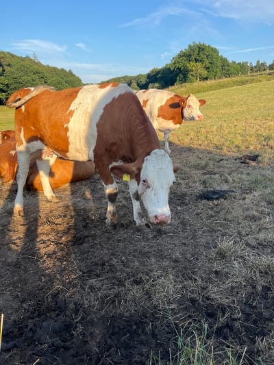 In Wiera, Germany, a herd of brown and white cows stands in a muddy field under a clear blue sky. The cows are the primary subjects, with their bodies prominently featured in the foreground and middle ground. The largest cow in the foreground, facing the camera, has a white face with pink accents around its nose and eyes, and a yellow tag in its ear. Behind it, another cow is lying down, and a third cow stands in the background, also facing the camera. The environment consists of a rough, muddy field with scattered dry grass and some patches of green. In the background, rolling hills covered in lush green trees create a natural landscape. The lighting suggests it is either early morning or late afternoon, with long shadows cast across the muddy ground.
