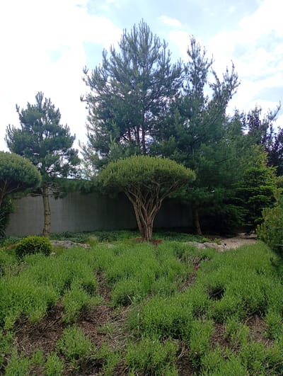 A medium shot captures a garden scene with several trees and lush green foliage in Nowa Wieś Szlachecka, Poland. In the foreground, dense, low-lying green plants cover the ground, interspersed with patches of brown mulch and twigs. A large, grey stone is partially visible amongst the vegetation. Behind this, a sculpted tree with a rounded canopy and visible branches stands prominently, its trunk a light brown. To the left and right of this central tree are two other trees, also with rounded canopies, though one is significantly larger and appears more naturally shaped. In the background, a series of tall pine trees with dense green needles dominate the scene, reaching towards a partially cloudy sky. Behind the pine trees, a plain, grey concrete wall stretches across the mid-ground. The overall impression is one of a well-maintained garden with a variety of coniferous and sculpted trees.