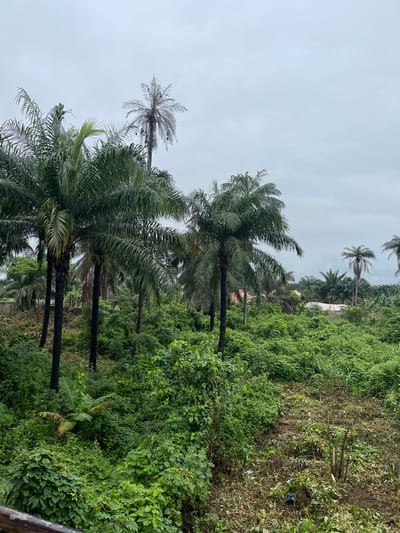 The image depicts a lush, overgrown environment with several palm trees dominating the foreground and middle ground. The sky is overcast and a pale gray, suggesting a cloudy day. The vegetation is dense, with a variety of green foliage creating a thick canopy and undergrowth. In the background, some buildings with red roofs are partially visible, peeking through the trees, hinting at a nearby settlement or residential area. The overall impression is one of a tropical or subtropical landscape, likely in a rural or semi-rural setting within Naze, Nigeria, characterized by abundant plant life and modest structures.