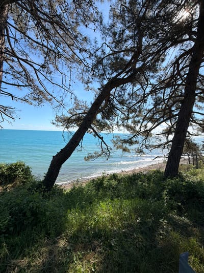 The image shows a view of the Black Sea from a grassy incline with trees in the foreground. Two large pine trees, silhouetted against a bright blue sky, dominate the scene. Their branches, covered in needles and pinecones, extend across the frame, framing the view of the water. The sea is a vivid turquoise and stretches out to the horizon, where it meets a clear sky with a few wispy clouds. A narrow, pebbly beach is visible along the shoreline. The grassy slope in the foreground is covered in lush green grass and various types of foliage. The scene appears to be a natural setting, likely a park or a natural reserve, typical of the coastal areas around Sosnovy, Russia. The lighting suggests it is a sunny day, with shadows cast by the trees indicating the sun is positioned high in the sky. No people or man-made structures are visible in the immediate vicinity, emphasizing the natural beauty of the location.